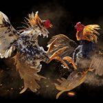 Một số phương pháp chơi đá gà cựa dao philippines chuẩn nhất